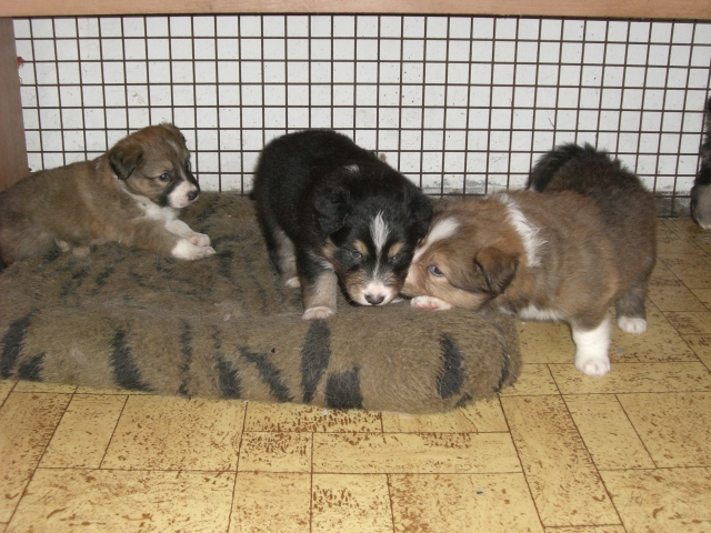 3,5 tydne 028.jpg - vrh Q - 3,5 týdne (nar. 17. 12. 2010)